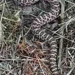Juvenile rattlesnake spotted in the parking lot right before the entrance to the grassy area.