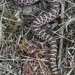 Big L Ranch - Juvenile rattlesnake spotted in the parking lot right before the entrance to the grassy area.