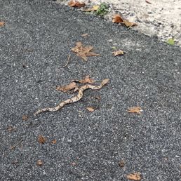 Copperhead?