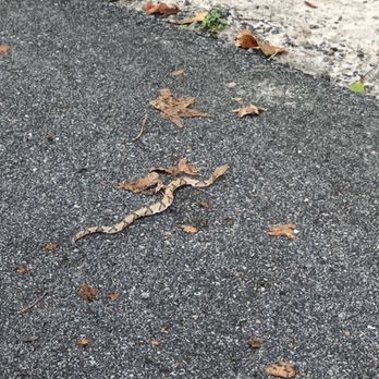 Kickerillo-Mischer Preserve - Copperhead? - Parks Near Me - Houston, Texas