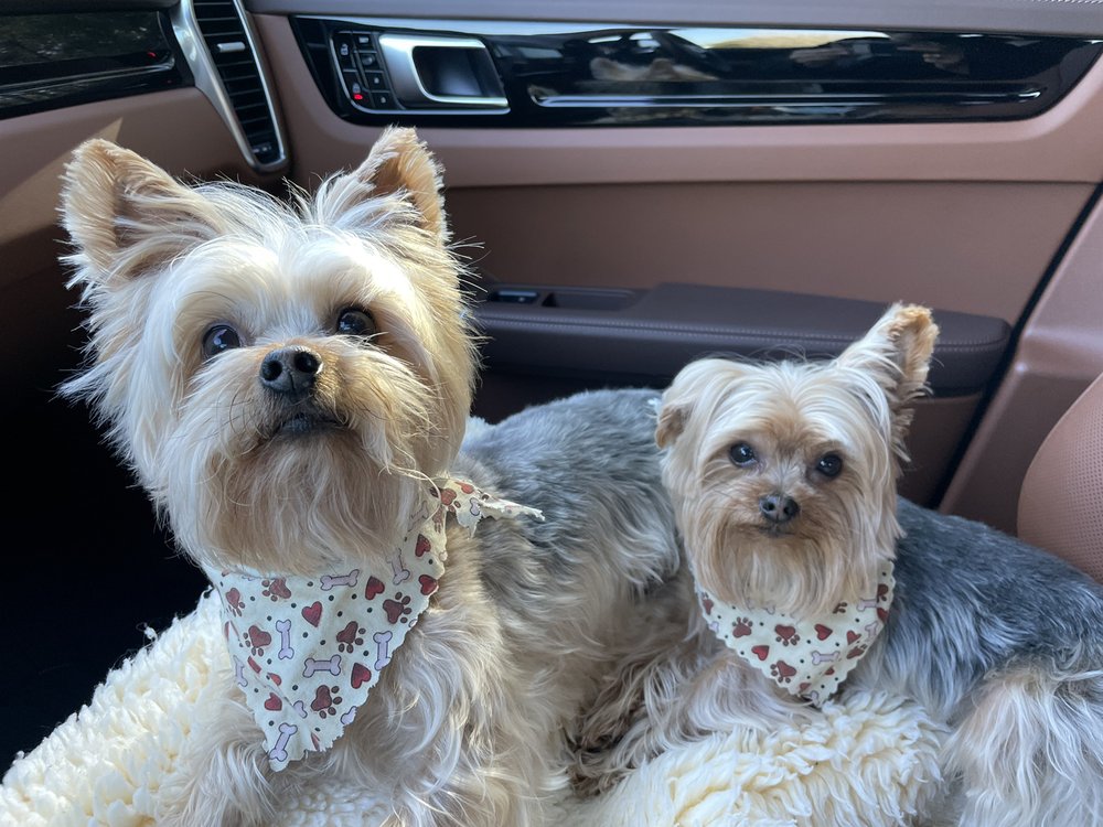 SHAGGY DOGS GROOMING Updated October 2024 12 Photos 102