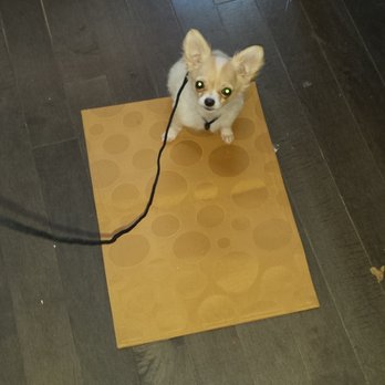 Creature Connections Behavior Alliance - Station training. 4 years later and this pup still sits on his mat every time he enters the kitchen. - Pet Training Near Me - Billerica, Massachusetts Creature Connections Behavior Alliance - Station training. 4 years later and this pup still sits on his mat every time he enters the kitchen. - Pet Training Near Me - Billerica, Massachusetts