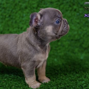 Continental Frenchies - Pet Breeders Near Me Continental Frenchies - Pet Breeders Near Me