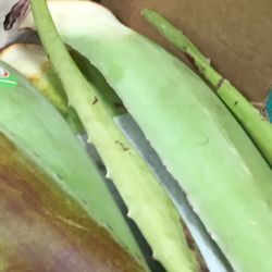 Tropical Farm - Aloe Food Healer