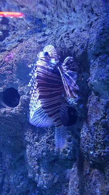 Sea Life Scheveningen by null