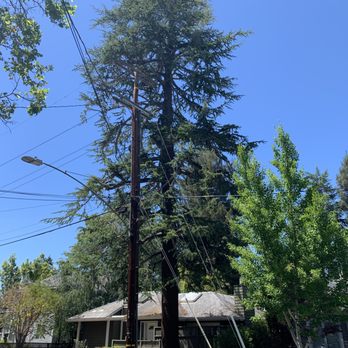 Firefighter Tree Service - Front yard cedar, after. 1st angle. - Tree Services Near Me - Redwood City, California Firefighter Tree Service - Front yard cedar, after. 1st angle. - Tree Services Near Me - Redwood City, California