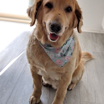 Superstar Pup Grooming - Christina did an amazing job as usual! Bella is soo soft and fluffy. - Pet Groomers Near Me - Norco, California