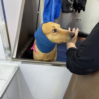 Wag On Wheel - Bath Tub - Pet Groomers Near Me - Chino, California