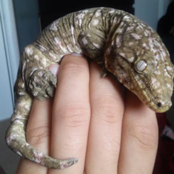 JTK Reptiles - Reptile Shops Near Me - Long Beach, California