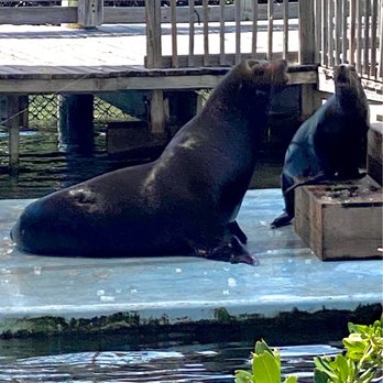 Dolphin Research Center - Sea lions eating ice. - Tours Near Me - Marathon, Florida Dolphin Research Center - Sea lions eating ice. - Tours Near Me - Marathon, Florida