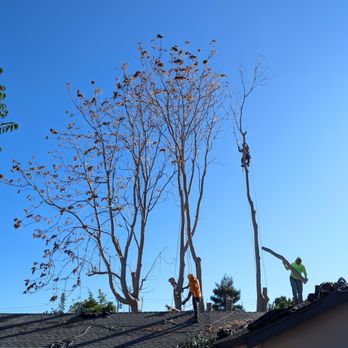 ML Tree Service - Tree Services Near Me - Redwood City, California ML Tree Service - Tree Services Near Me - Redwood City, California