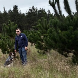 Monterey Pines doing well at 3 yrs old! Monterey Pines doing well at 3 yrs old!
