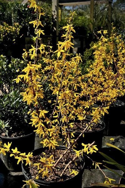 Two Oaks Nursery