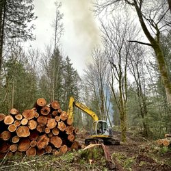 NW Tree & Excavation