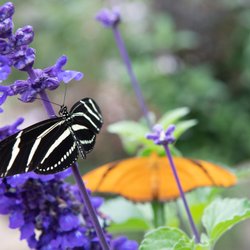 Santa Barbara Museum of Natural History - Butterflies Alive! is open Memorial Day to Labor Day weekend.