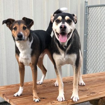 My 4 Dogs Academy & Spa - Pet Boarding Near Me - Murfreesboro, Tennessee My 4 Dogs Academy & Spa - Pet Boarding Near Me - Murfreesboro, Tennessee