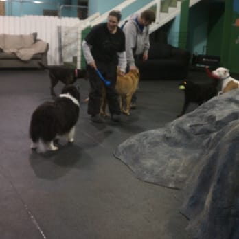 The Doggie Den - Pet Sitting Near Me - Kent, Washington The Doggie Den - Pet Sitting Near Me - Kent, Washington