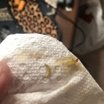 New China Express - a hand holding a piece of paper with a bug on it - Chinese Near Me - Westerville, Ohio