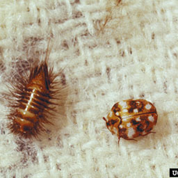 Coventry Pest Control - Variegated Carpet Beetle, larva and adult. - Pest Control Near Me Coventry Pest Control - Variegated Carpet Beetle, larva and adult. - Pest Control Near Me
