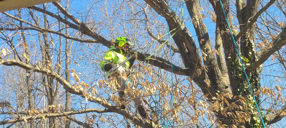River City Tree Services - tree service in Manchester, MO