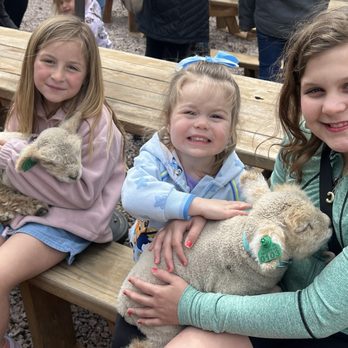 Meyer Mini Farms - Baby sheep - Petting Zoos Near Me