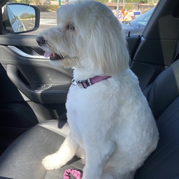 The Pet Salon - Just picked up Luna from The Pet Salon! - Pet Groomers Near Me - Scottsdale, Arizona The Pet Salon - Just picked up Luna from The Pet Salon! - Pet Groomers Near Me - Scottsdale, Arizona