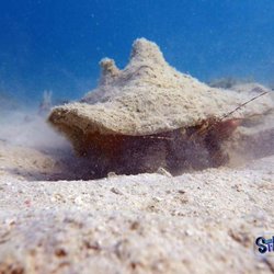 Snorkel the WetSide - Lovango, USVI