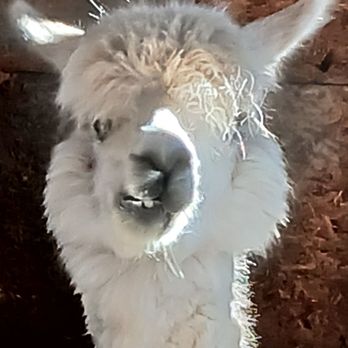 Heartland Haven Farm - Animal Assisted Therapy Near Me - Breesport, New York Heartland Haven Farm - Animal Assisted Therapy Near Me - Breesport, New York