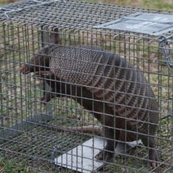 A A Wildlife Control - Caught this last night