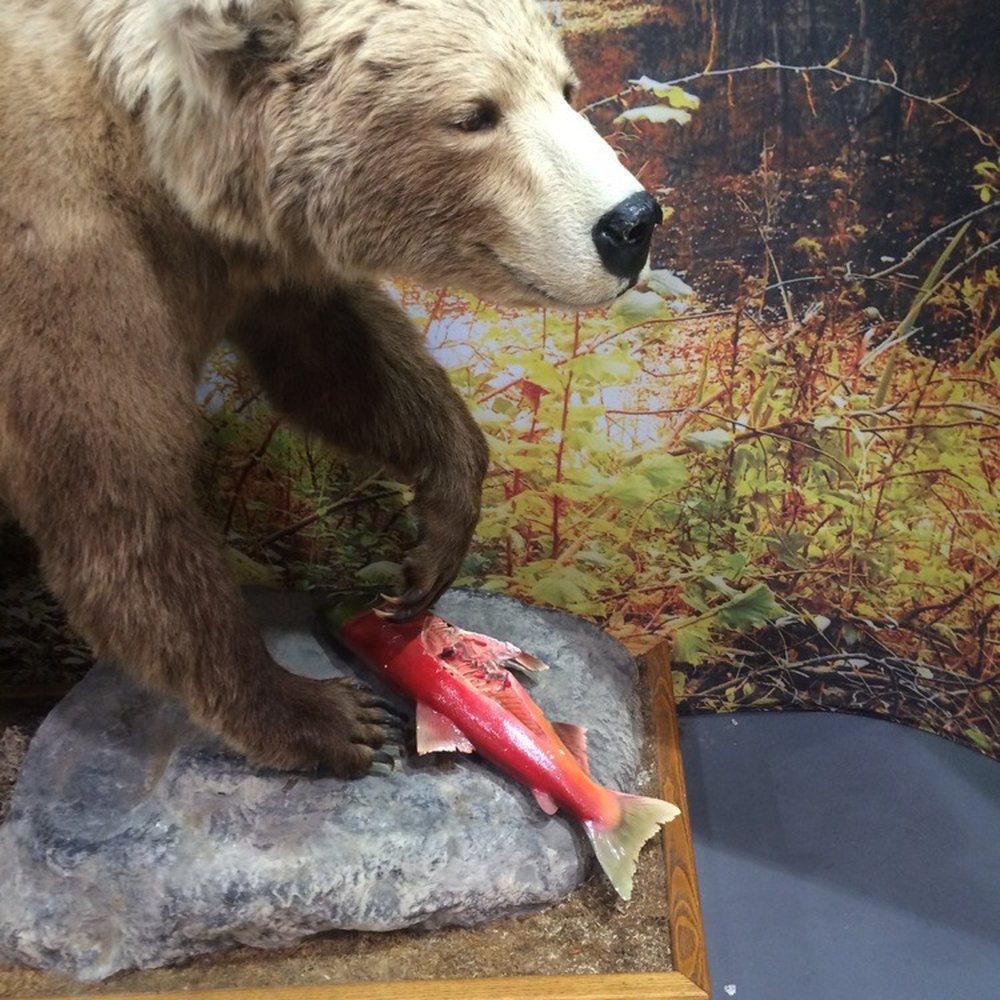Scheels - Here is your bear photo op close up. Could have done without the dismembered fish. - Hunting & Fishing Supplies Near Me - West Des Moines, Iowa Scheels - Here is your bear photo op close up. Could have done without the dismembered fish. - Hunting & Fishing Supplies Near Me - West Des Moines, Iowa