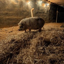 Pixie Pigs