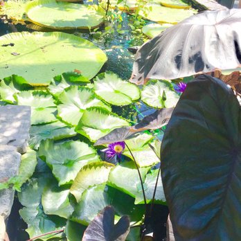 ENMAX Conservatory - Pond - Botanical Gardens Near Me - Calgary, Alberta ENMAX Conservatory - Pond - Botanical Gardens Near Me - Calgary, Alberta