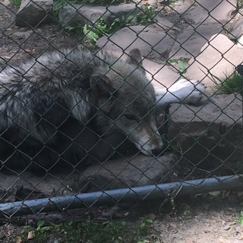 Lakota Wolf Preserve - Zoos Near Me - Columbia, New Jersey Lakota Wolf Preserve - Zoos Near Me - Columbia, New Jersey