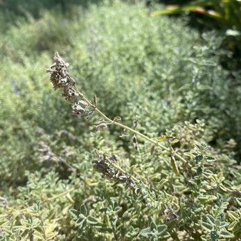 Conejo Valley Botanic Garden - Flowers/leaves - Botanical Gardens Near Me - Thousand Oaks, California