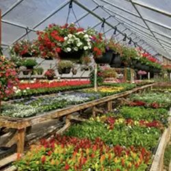 My Hope Flower Farm