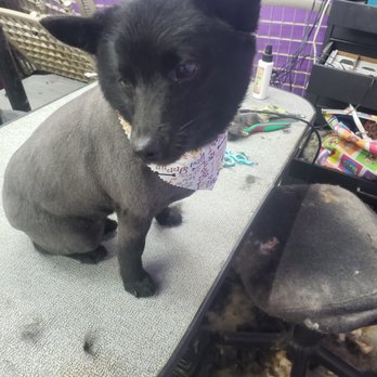 Puppy Le Pue - Pet Groomers Near Me - Elizabethtown, Kentucky Puppy Le Pue - Pet Groomers Near Me - Elizabethtown, Kentucky