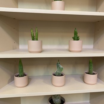 Coffee and Plants - Succulents for sale which was a fun touch! - Coffee & Tea Near Me - Pasadena, California Coffee and Plants - Succulents for sale which was a fun touch! - Coffee & Tea Near Me - Pasadena, California