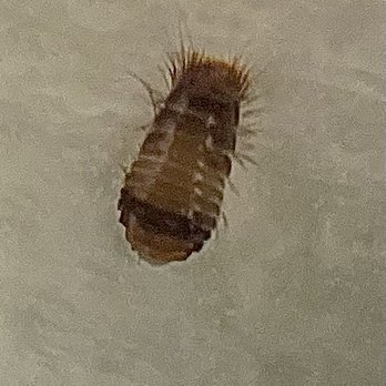 Broadmoor Apartments - Carpet beetle infestation comes from hallways despite not having carpet in apartment - then destroys couches, leather shoes, clothes, etc. - Apartments Near Me - Hamden, Connecticut Broadmoor Apartments - Carpet beetle infestation comes from hallways despite not having carpet in apartment - then destroys couches, leather shoes, clothes, etc. - Apartments Near Me - Hamden, Connecticut