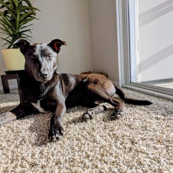 Amazing Dogs Rescue - Pet Adoption Near Me - San Diego, California Amazing Dogs Rescue - Pet Adoption Near Me - San Diego, California