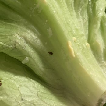 Albertsons - Baby roach? - Grocery Near Me - Carpinteria, California Albertsons - Baby roach? - Grocery Near Me - Carpinteria, California