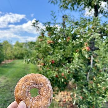Apple Hill Orchard & Cider Mill - Cinnamon-sugar apple cider donut - Fruits & Veggies Near Me - Morganton, North Carolina