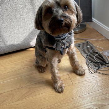 A Pet's Reflection - Pet Groomers Near Me - Wilmington, Massachusetts