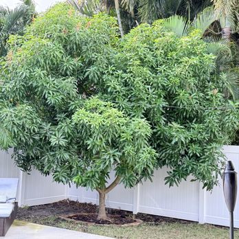 Boynton Beach Tree Service - Overgrown before pic - Tree Services Near Me - Boynton Beach, Florida