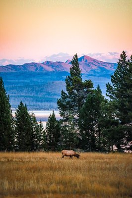 Hayden Valley by null