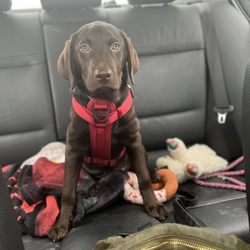 The Family Puppy - Genesee Valley Center - Gia " God's Gracious Gift" Read for your own eyes its not a possible work of God and a Mommy who needed her .