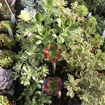 Evergreen Farm - Nurseries & Gardening Near Me - San Jose, California Evergreen Farm - Nurseries & Gardening Near Me - San Jose, California