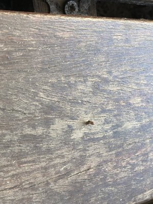 Hotel Colón Gran Meliá by null