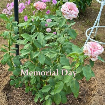 Luna Rose Nursery & Garden - Memorial Day rose - Nurseries & Gardening Near Me - Cherry Valley, California Luna Rose Nursery & Garden - Memorial Day rose - Nurseries & Gardening Near Me - Cherry Valley, California