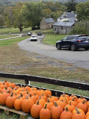 Stribling Orchard by null