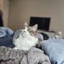 Photo of OC Pet Nurse